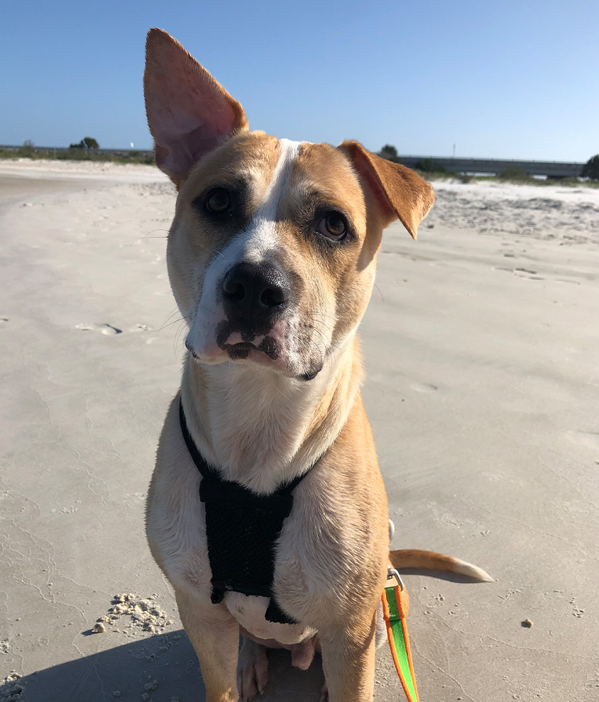 Gallery Dogtown Resort Saint Augustine